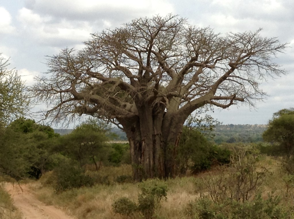 Baobab tree - Tarangire National Park   Photograph:  GRACIE