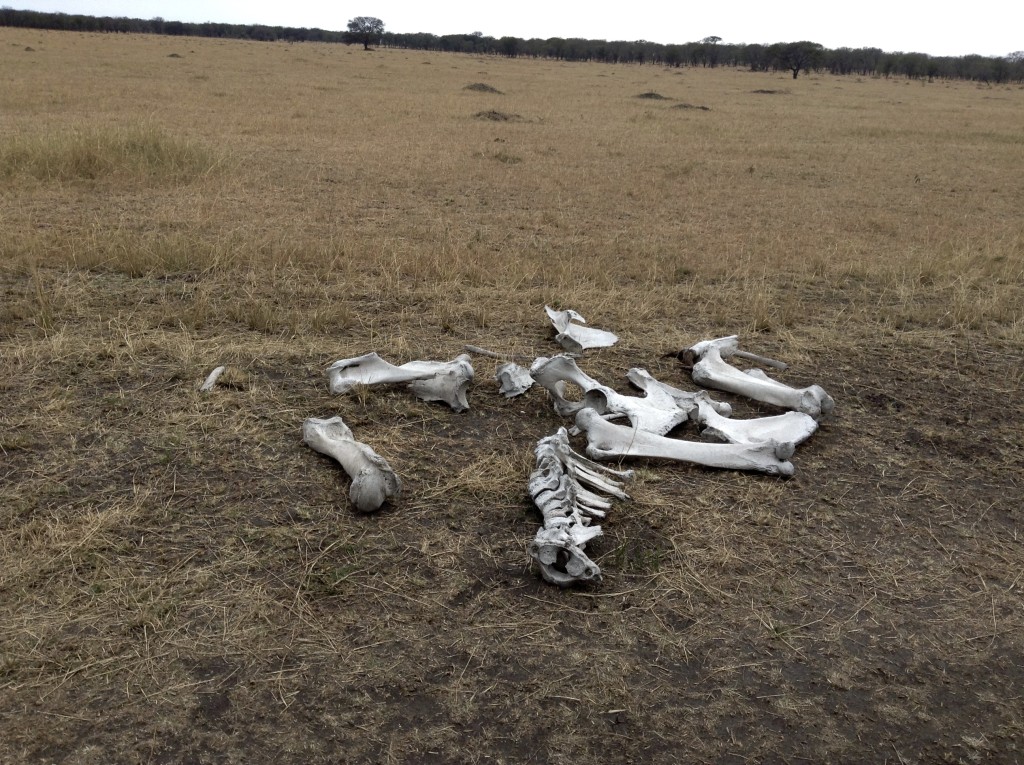 Parched elephant bones - Photograph:  GRACIE