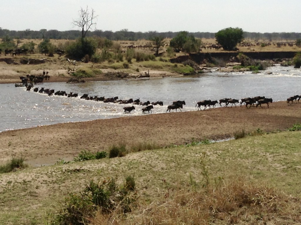 Wildebeest crossing the Mara River, Serengeti   Photograph:  GRACIE