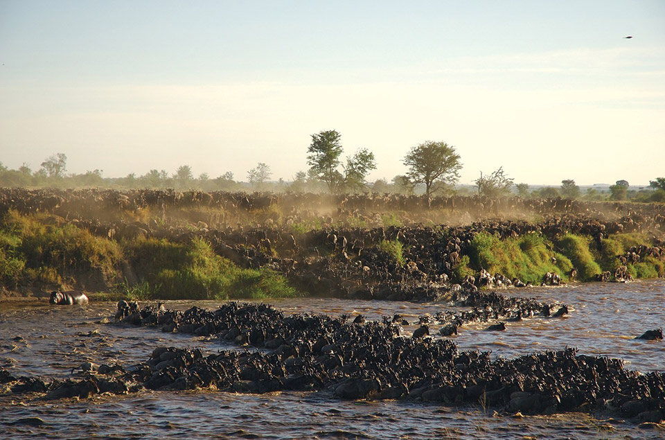 Sayari-Wildebeest-crossing-mara-river-Serengeti-Safari